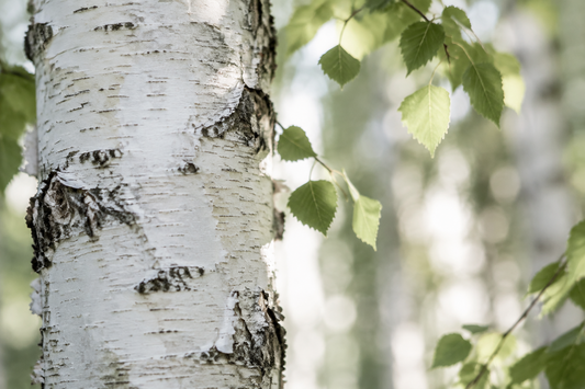 Birke: Der Baum, der in die Sauna gehört